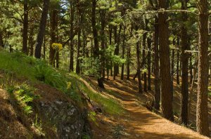 Camino entre Montaña Alta y Marente