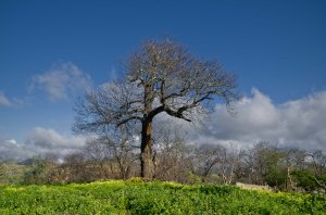Castaño en El Tablero