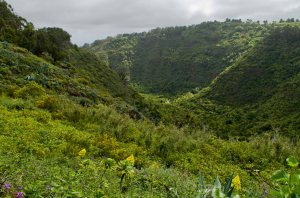 Camino de La Chinipita