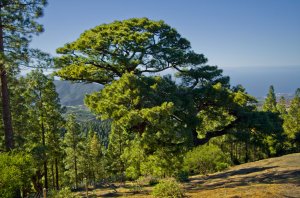 Mirador de Los Pinos de Gáldar