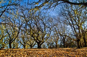 Montaña de Pajarito