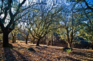 Montaña de Pajarito