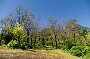 Montaña de Pajarito