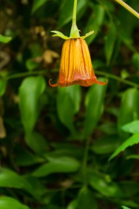 Barranco de Los Propios